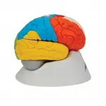 Neuro-Anatomical Brain, 8 part | Premium Neuroanatomy Learning Tool