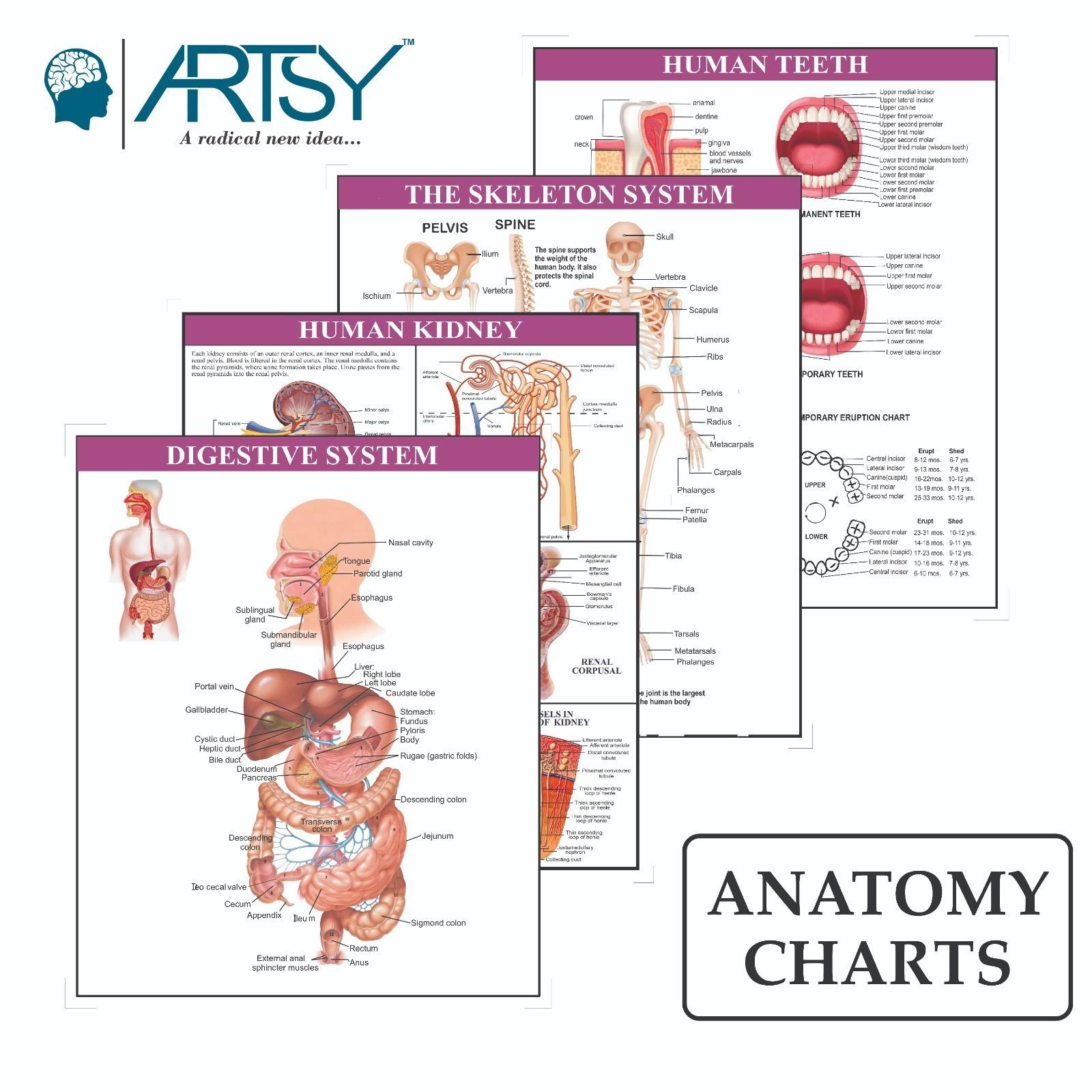 Charts