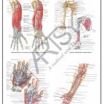 Anatomy Charts