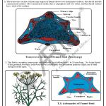 Pharmacognosy Charts