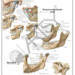 Anatomy Charts