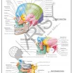 Anatomy Charts