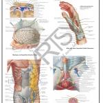 Anatomy Charts