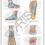 Anatomy Charts