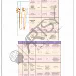 Pharmacology