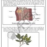 Pharmacognosy Charts