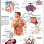 Anatomy Charts