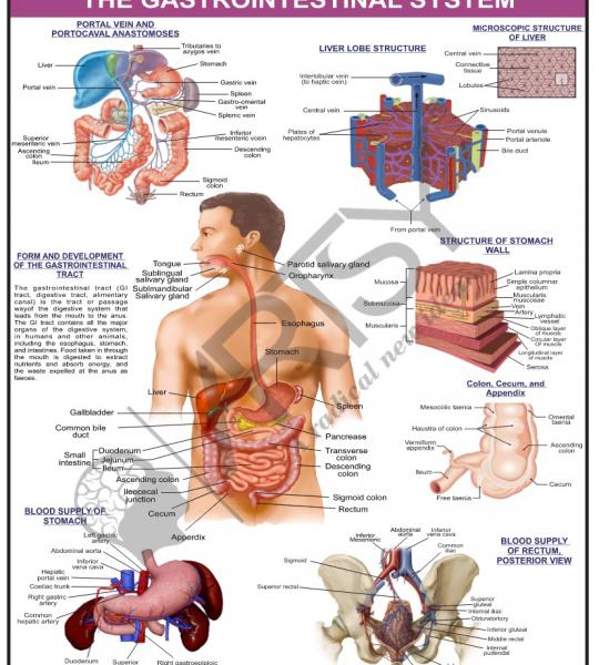 Anatomy Charts