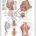 Anatomy Charts