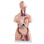 Unisex Human Torso Model, 12 part