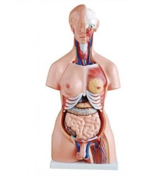 Unisex Human Torso Model, 12 part