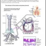 Anatomy Charts