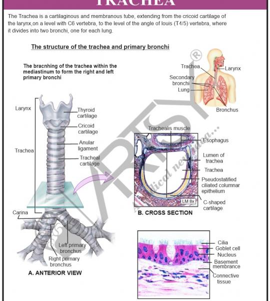 Anatomy Charts
