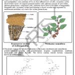 Pharmacognosy Charts