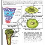 Pharmacognosy Charts