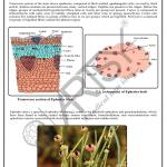 Pharmacognosy Charts