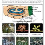 Pharmacognosy Charts
