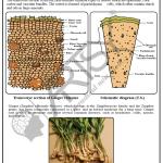 Pharmacognosy Charts