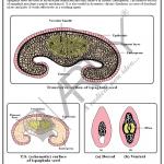 Pharmacognosy Charts