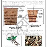 Pharmacognosy Charts