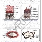 Pharmacognosy Charts
