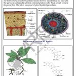 Pharmacognosy Charts