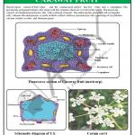 Pharmacognosy Charts