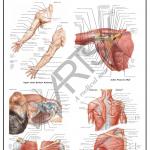 Anatomy Charts