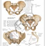 Anatomy Charts