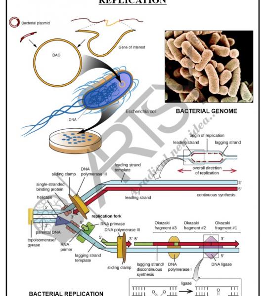 Bio Chemistry Chart