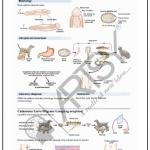 Microbiology Charts