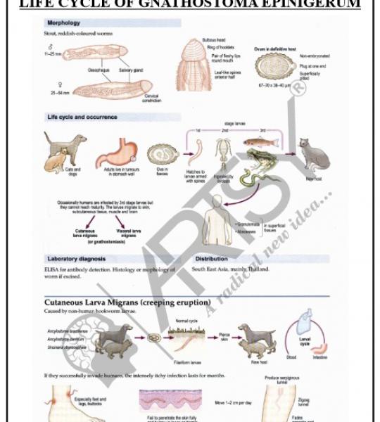 Microbiology Charts