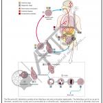 Microbiology Charts
