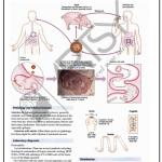 Microbiology Charts