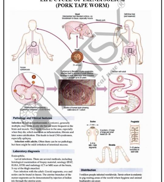 Microbiology Charts