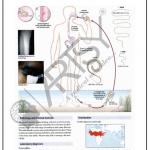 Microbiology Charts