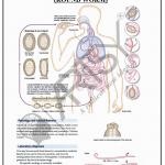 Microbiology Charts