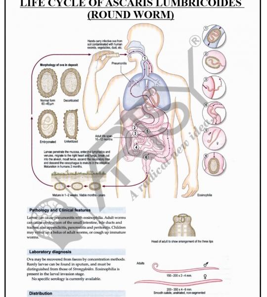 Microbiology Charts