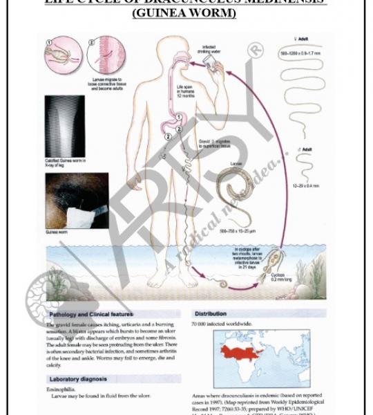 Microbiology Charts
