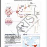Microbiology Charts
