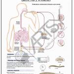 Microbiology Charts