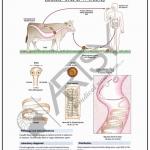 Microbiology Charts