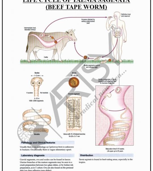 Microbiology Charts