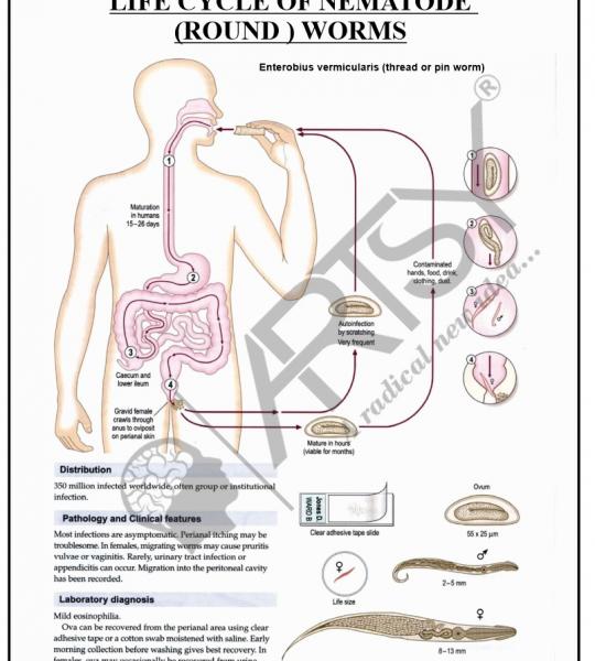 Microbiology Charts
