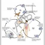 Microbiology Charts