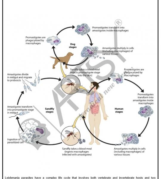 Microbiology Charts
