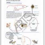 Microbiology Charts