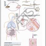 Microbiology Charts