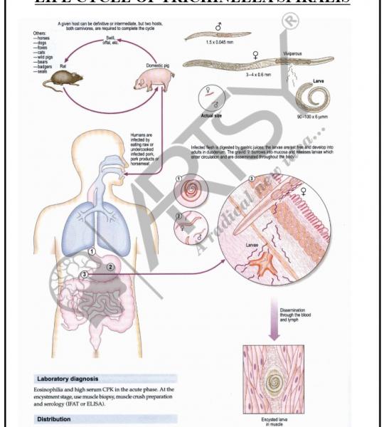 Microbiology Charts
