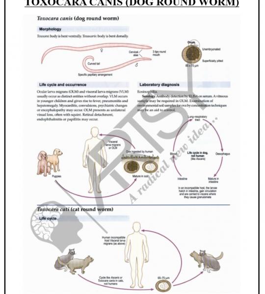 Microbiology Charts